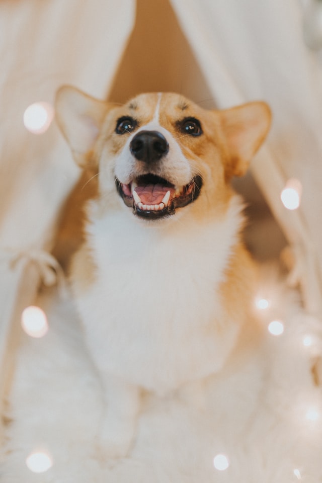 Email Newsletter Design Corgi